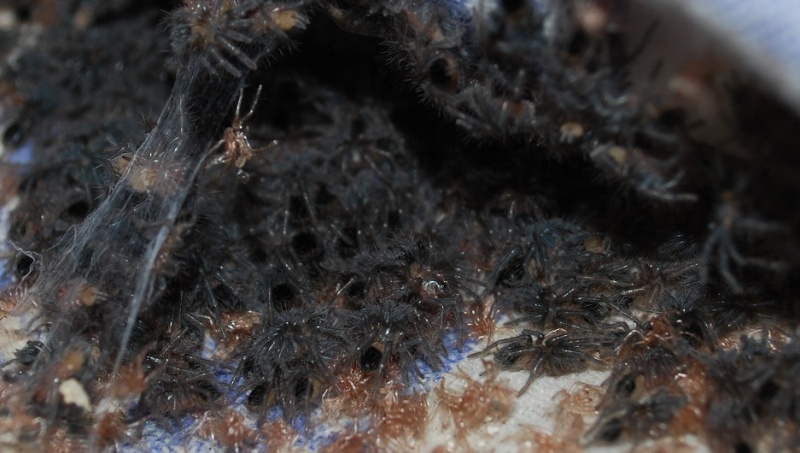 Mygale - Brachypelma albopilosum Brachy10