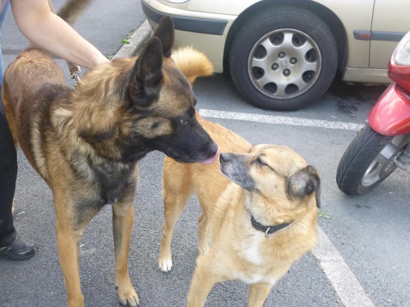 BERGER MALINOIS - 3 ans - refuge de béthune - dept 62 13310