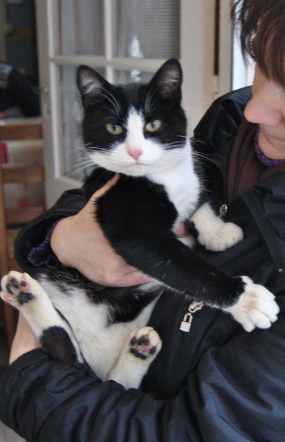 Félix (Farfadet) adopté par Félix Chat5910