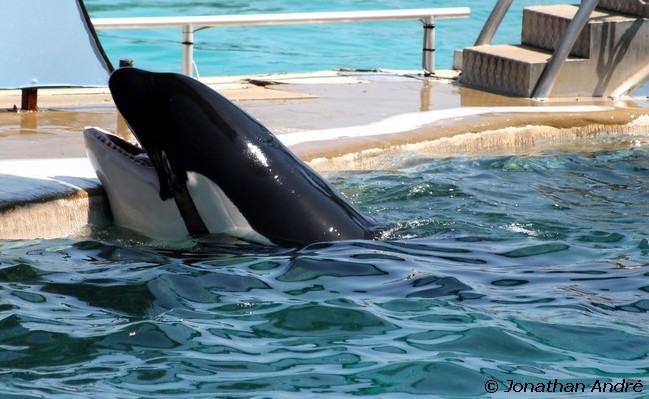 [Marineland Antibes] Ma visite du 7/08/2012 Photo_19