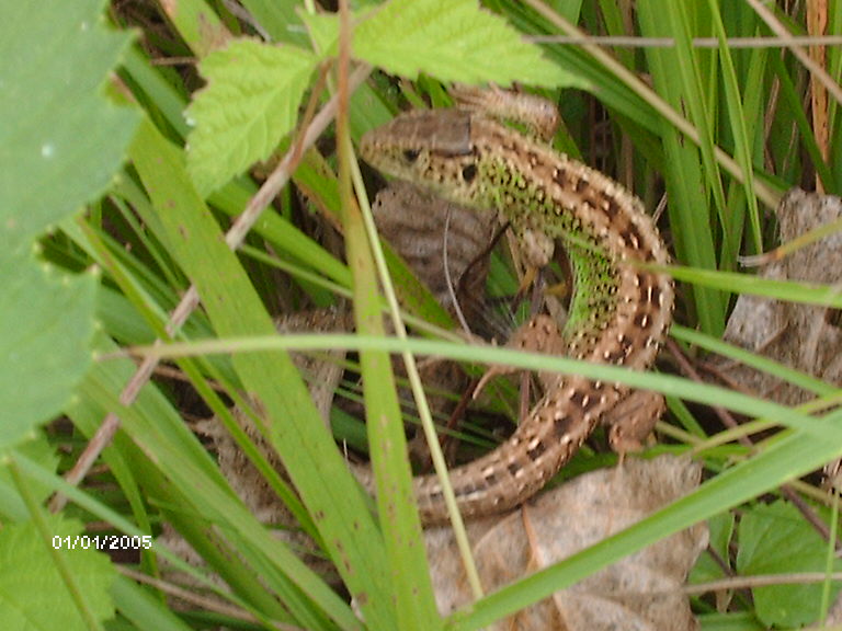 Rencontre  Juille12