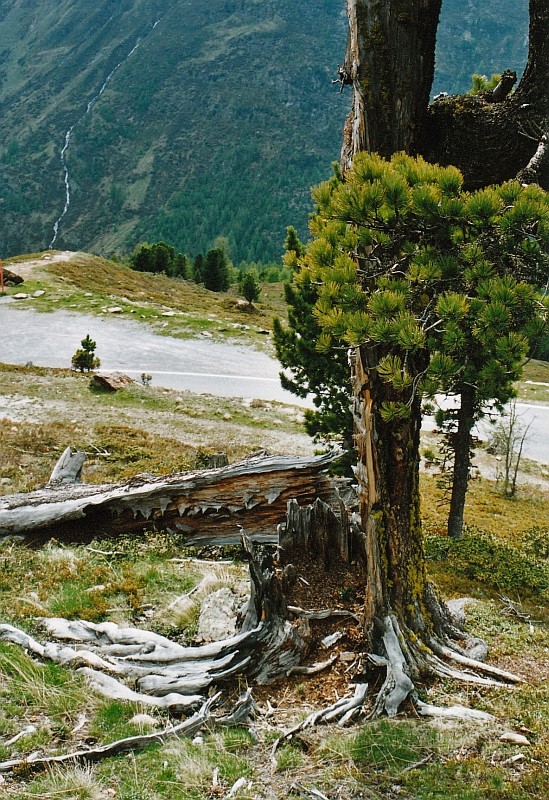 Inspirational Trees - Page 7 Img_0012
