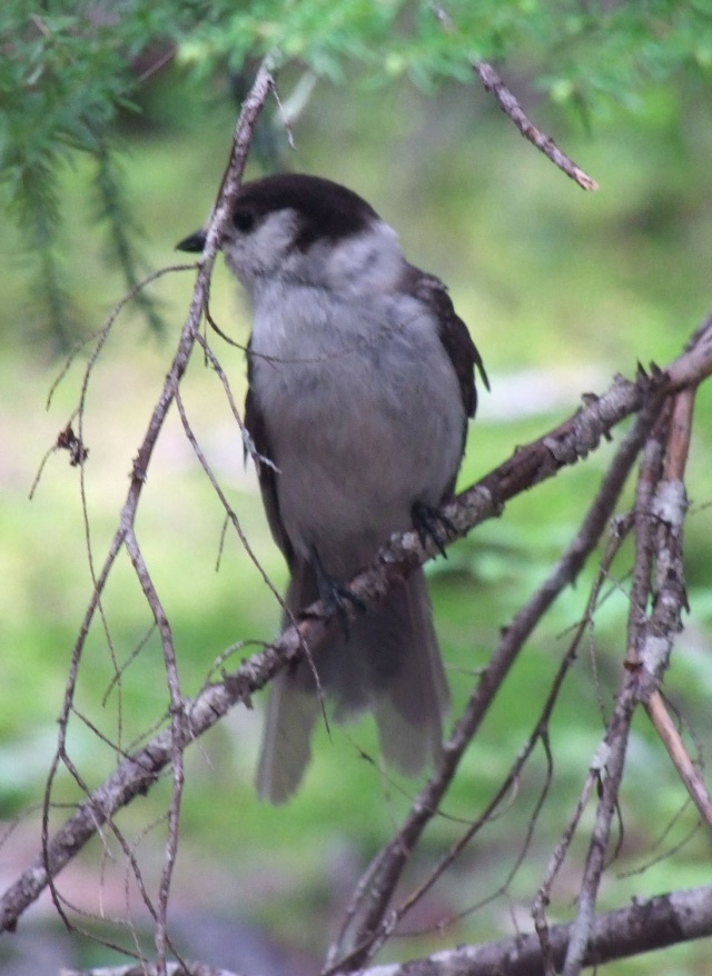 Mesangeai du Canada (Perisoreus canadensis) Mesang10