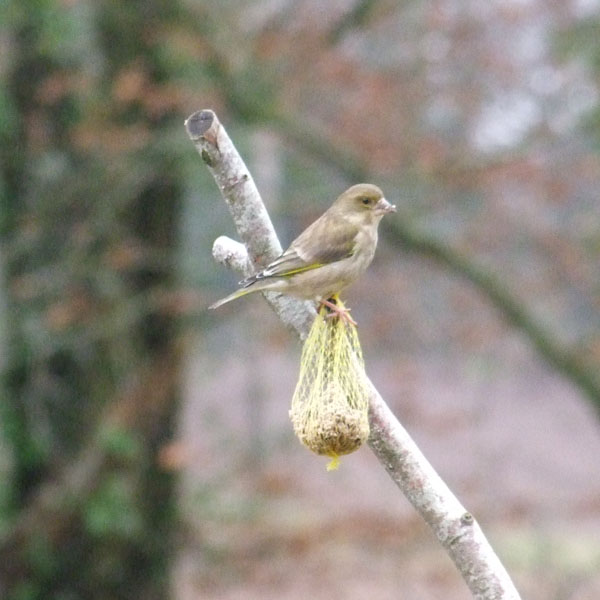 Pinson des arbres (Fringilla coelebs) Pinson10