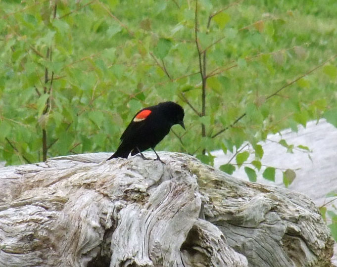 Carouge à épaulettes - Red-winged Blackbird (Agelaius phoeniceus) Red-wi10