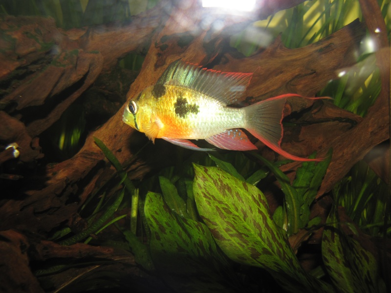 Mikrogeophagus altispinosa. Img_1810