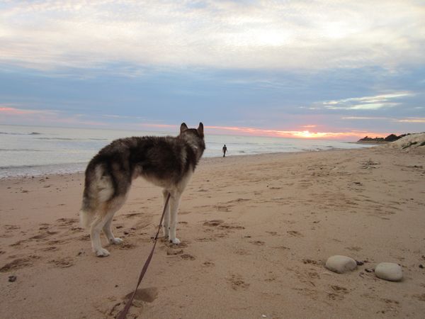 ALASKA (ex)LOUIS husky a l'attache depuis des années (m) 8 ans ref/79DECEDE     - Page 2 Img_3339