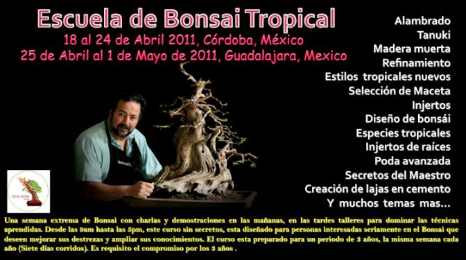 Escuela de Bonsai Tropical Bonsai10