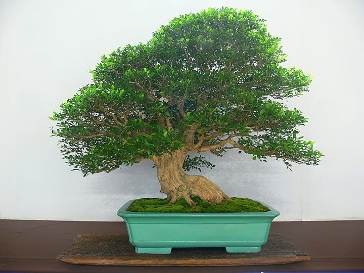 Taiwan Bonsai Creators Exhibition 2010 (Number XIII) Tbca_214