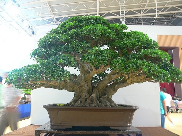 Taiwan Bonsai Creators Exhibition 2010 (Number XIII) Tbca_219