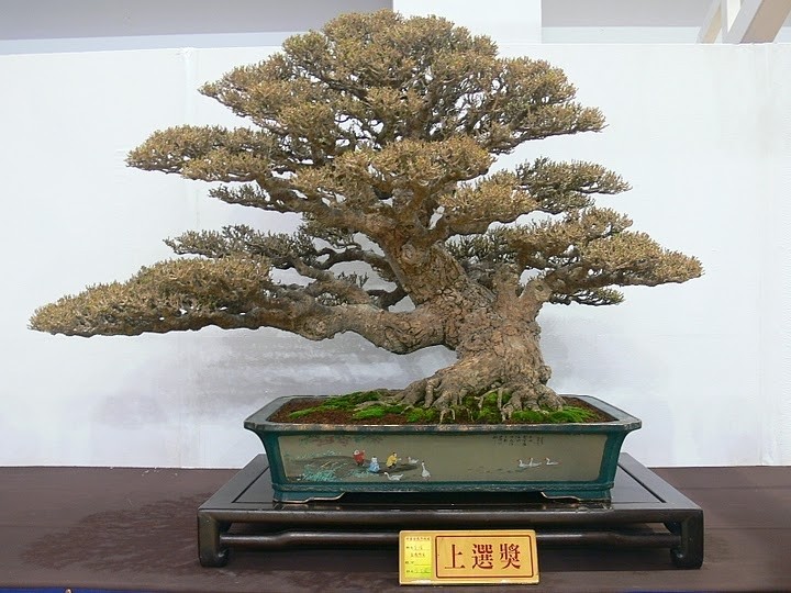 Taiwan Bonsai Creators Exhibition 2010 (Number XIII) - Page 2 Tbca_230