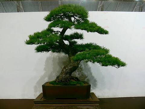 Taiwan Bonsai Creators Exhibition 2010 (Number XIII) - Page 3