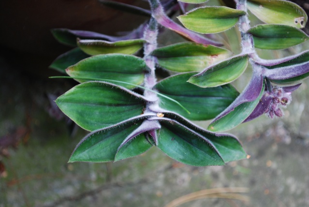 (tradescantia cerinthoides et Tradescantia pallida cv purple heart variegata  Dsc_0222