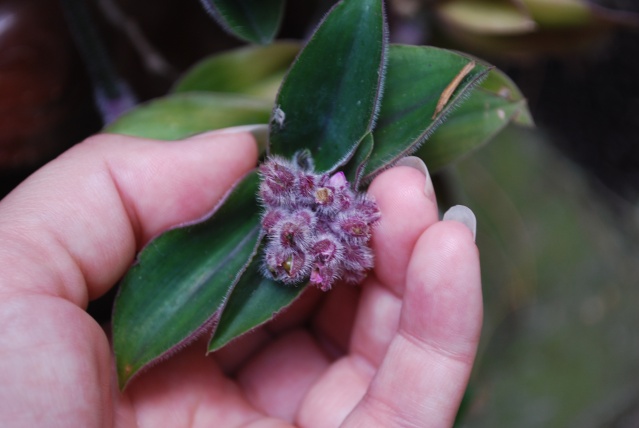 (tradescantia cerinthoides et Tradescantia pallida cv purple heart variegata  Dsc_0225
