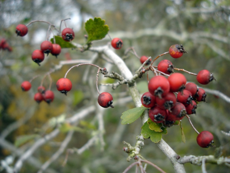 Crataegus Spathulata 015a210