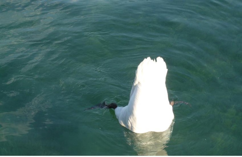 ANNECY NOUS PRIT DANS SES BRAS ..PENDANT QUE TOURS S"'EST RESSOURCE A EVIAN - Page 4 Ata_2010