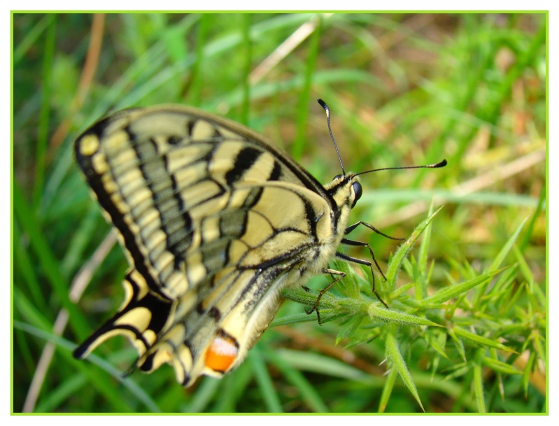 [Papilio machaon]  papillon. Dsc00715