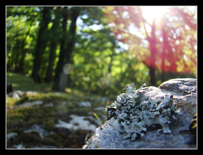Lichen ou champignons lichénisés Photo159