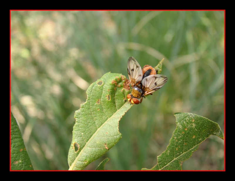 [Ectophasia crassipennis] Photo_32