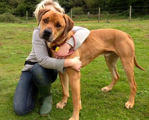 Doofey - Mastiff poss RR X - Norfolk 22386610