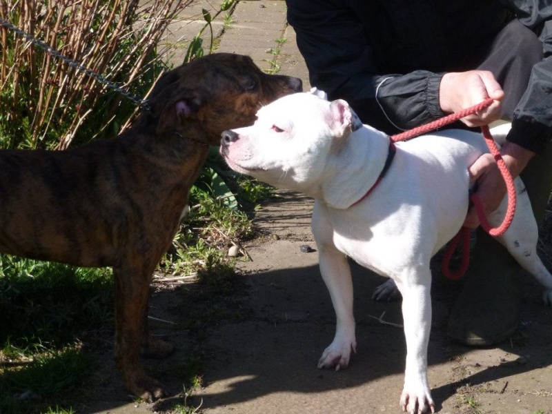 Fred - White Staffordshire Bull Terrier - Norfolk Fred1010