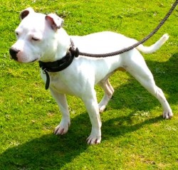 Fred - White Staffordshire Bull Terrier - Norfolk Fred3-10