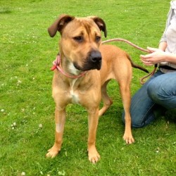 Willow - Stunning Cross Breed - Norfolk Image-13