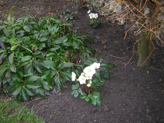 Helleborus niger ou Rose de noel ou Hellebore - Page 6 00411