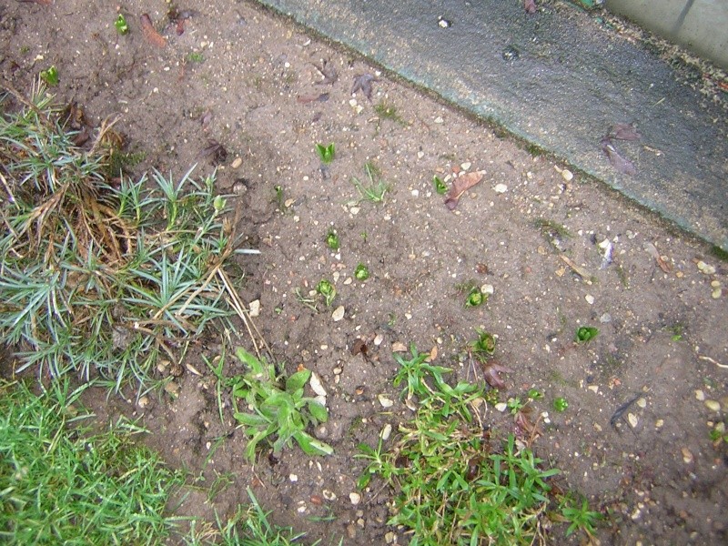 ce qui sort de terre en ce moment Jardin10