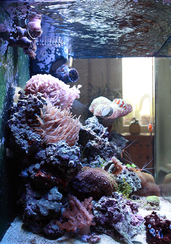 Mon p'tit reef (RSM130D) - Page 2 Img_0012