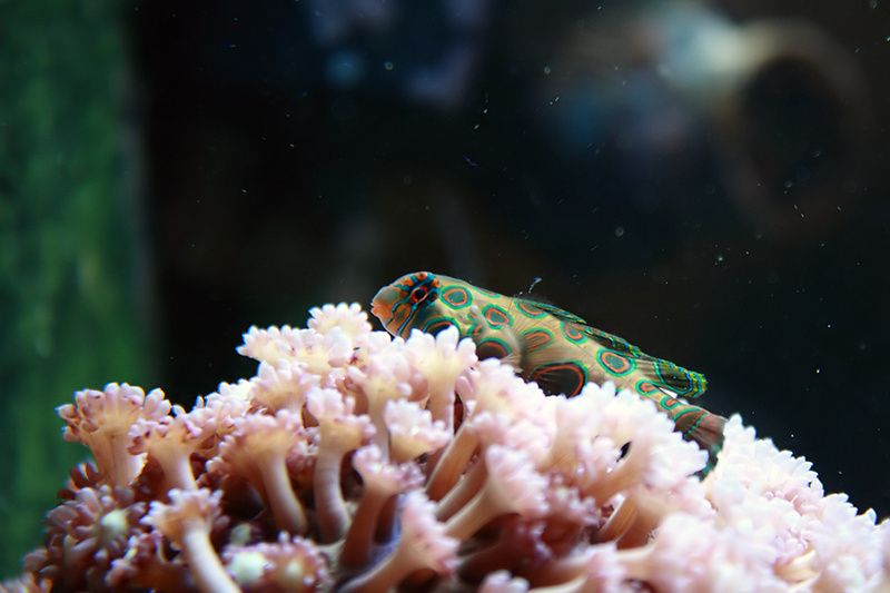 Mon p'tit reef (RSM130D) - Page 2 Img_0013