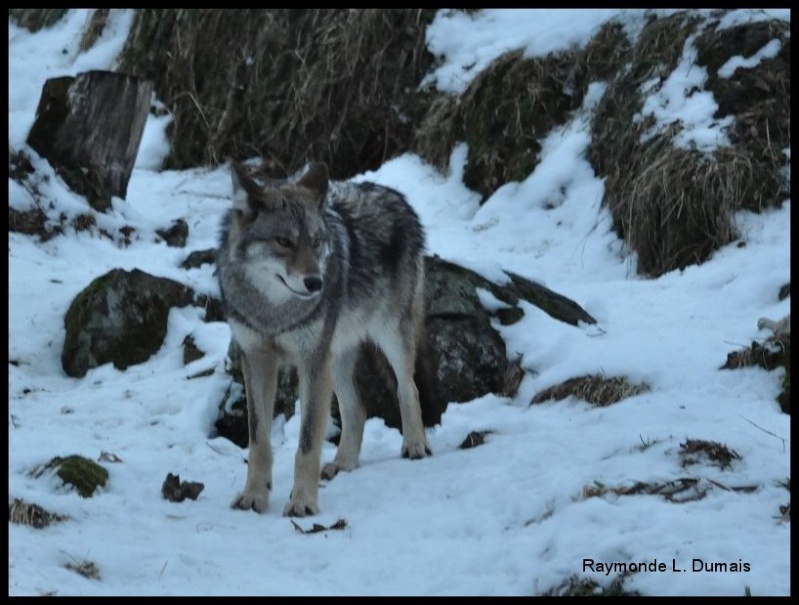 Loups gris Dsc_3612