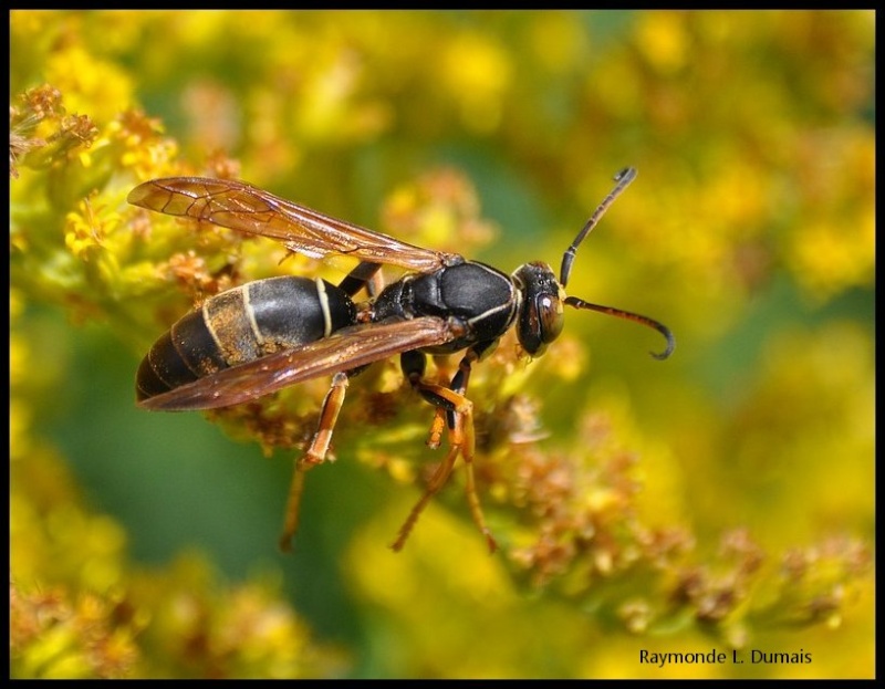 Polistes fuscatus Dsc_4513