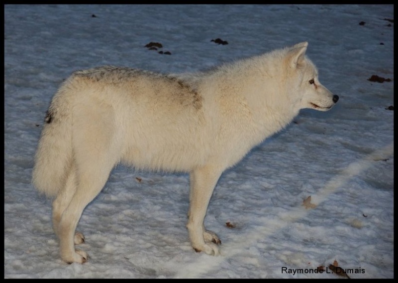 Loups arctiques Dsc_6112