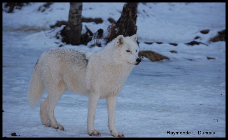 Loups arctiques Dsc_6113