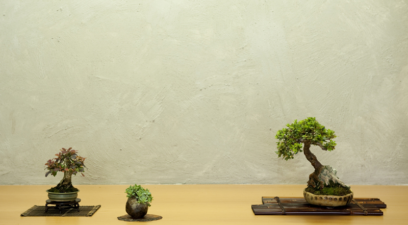 Late summer shohin display 9aug2010