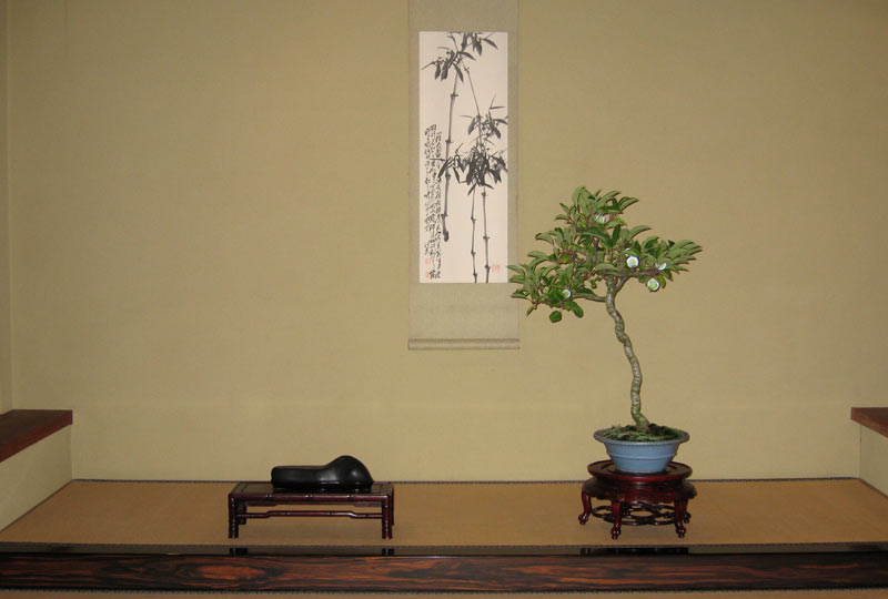 Bonsai for Interior Decoration Img_0210