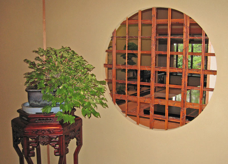 Bonsai for Interior Decoration Img_0211