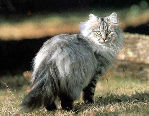 Legendes Sur Les Chats Legendes Sur Les Chats