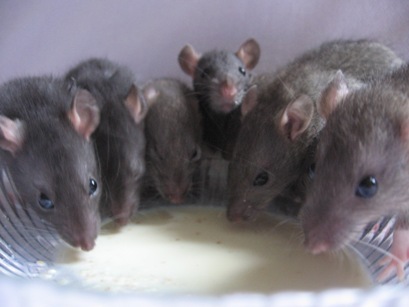 Beaucoup de photos des rats que j'ai eu 28_jrs10