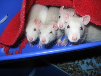 Beaucoup de photos des rats que j'ai eu Annonc10