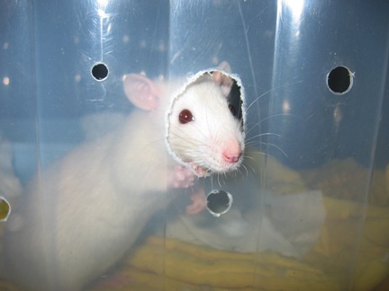 Beaucoup de photos des rats que j'ai eu Dellic11