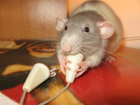 Beaucoup de photos des rats que j'ai eu Nimzie11