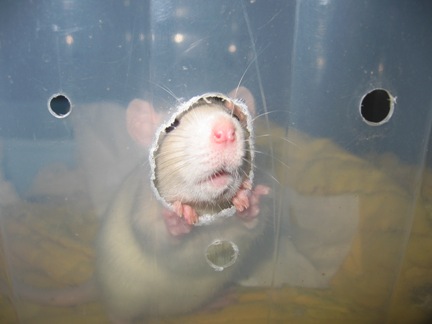 Beaucoup de photos des rats que j'ai eu Pimous11
