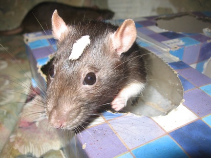 Beaucoup de photos des rats que j'ai eu Smooti10