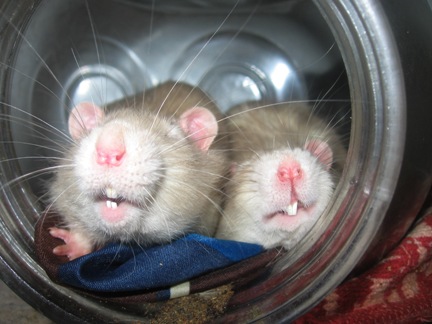 Beaucoup de photos des rats que j'ai eu Sourir10