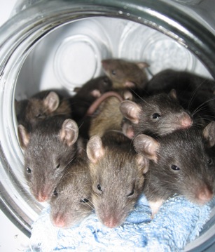 Beaucoup de photos des rats que j'ai eu X-jrs_10