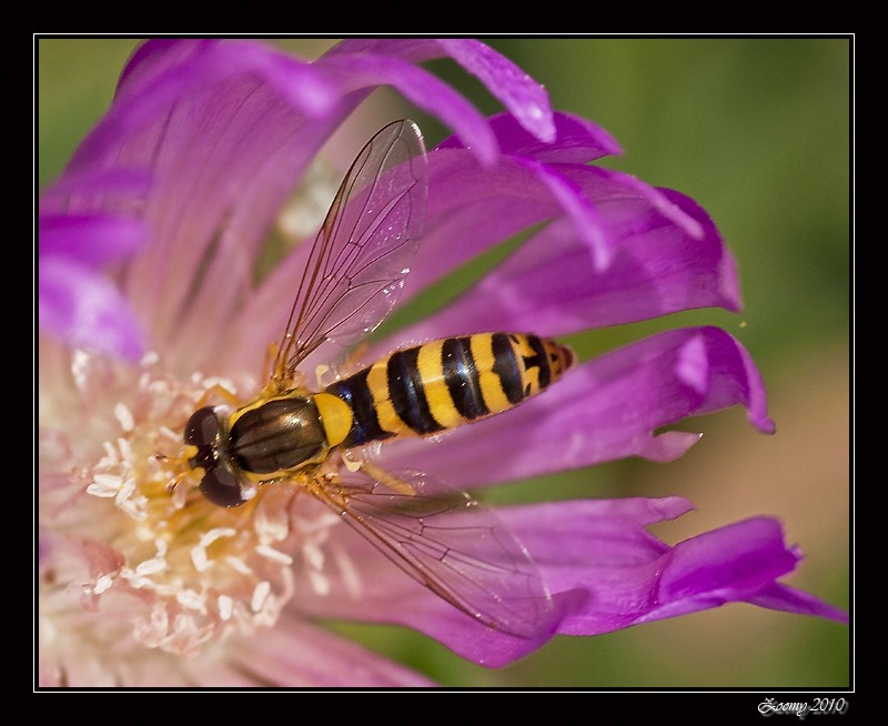 [Résolu] le syrphe porte-plume (sphaerophoria scripta) Syrphe10