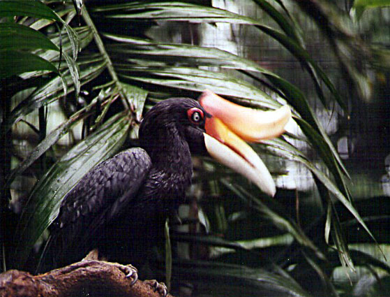 Parc ornithologique de Jurong (Singapour) Calao10