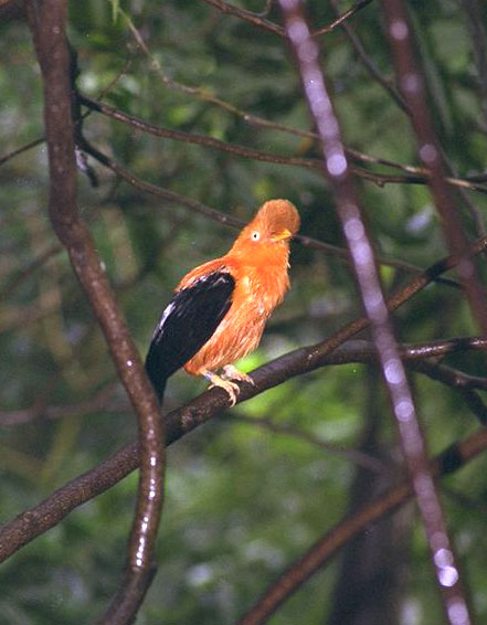 Parc ornithologique de Jurong (Singapour) Img00011